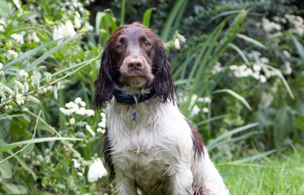 ........ see, all gone
Anahtar kelimeler: Dog Dogs George Spaniels Springer Spaniel Tongue