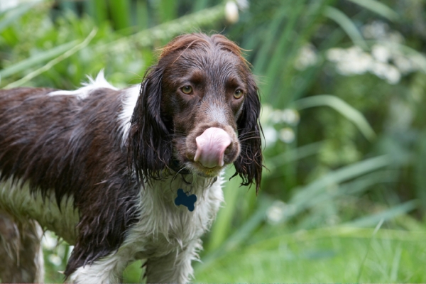 And I'm gonna make sure I get every little bit
Palabras clave: Dog Dogs George Spaniels Springer Spaniel Tongue