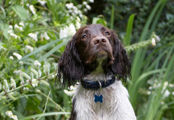........ and I'm being especially good
Palabras clave: Dog Dogs George Spaniels Springer Spaniel Tongue