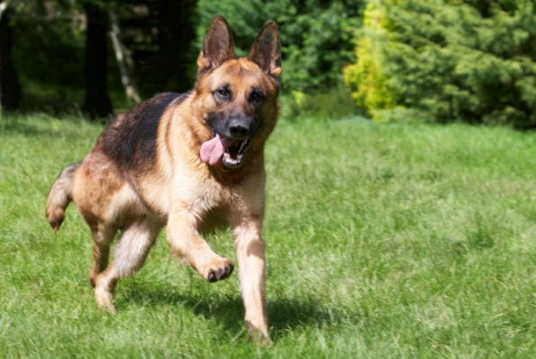 I'm having a lolloping good time
Ключові слова: Alsatian Dog Dogs Enoch German Shepherd Tongue
