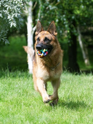 Keep on running
Anahtar kelimeler: Alsatian Dog Dogs Enoch German Shepherd Tongue