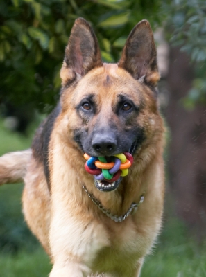 Can't talk now, I've got my mouth full
Palabras clave: Alsatian Dog Dogs Enoch German Shepherd Tongue
