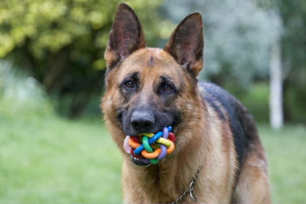 No, I'm NOT going to let go of this
Ключевые слова: Alsatian Dog Dogs Enoch German Shepherd Tongue