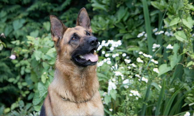 OK, is that for me?
Słowa kluczowe: Alsatian Dog Dogs Enoch German Shepherd Tongue