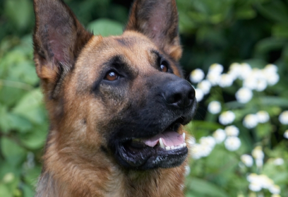 ........ and I'm really ready
Mots-clés: Alsatian Dog Dogs Enoch German Shepherd Tongue