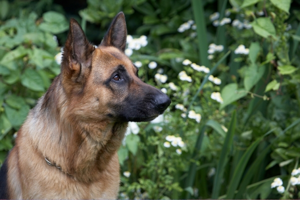 Jus' cogitating
Ključne besede: Alsatian Dog Dogs Enoch German Shepherd Tongue