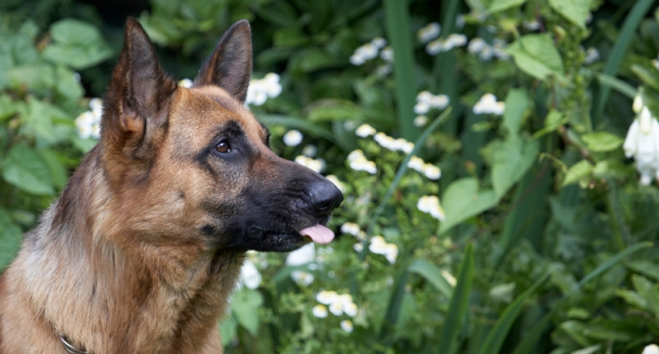 ........ good .............
Palabras clave: Alsatian Dog Dogs Enoch German Shepherd Tongue