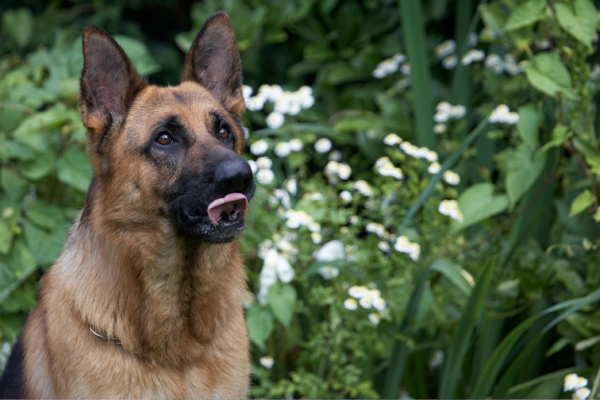 I'm really enjoying this
Palabras clave: Alsatian Dog Dogs Enoch German Shepherd Tongue