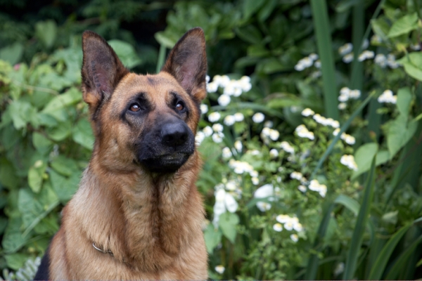Jus' savouring the moment
Λέξεις-κλειδιά: Alsatian Dog Dogs Enoch German Shepherd Tongue