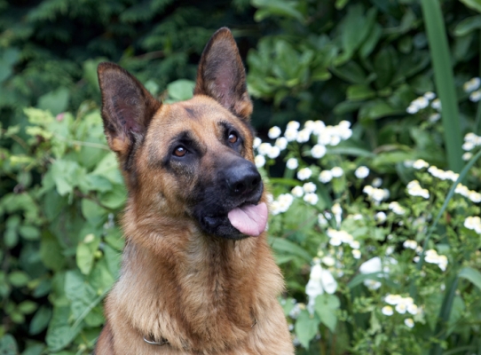 Has it all gone?
Anahtar kelimeler: Alsatian Dog Dogs Enoch German Shepherd Tongue