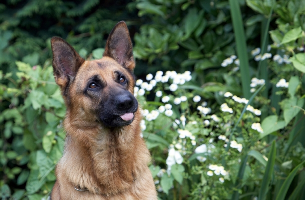 I think it has
Λέξεις-κλειδιά: Alsatian Dog Dogs Enoch German Shepherd Tongue