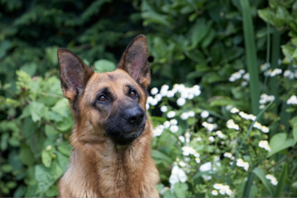 Yep, it's all gone
Mots-clés: Alsatian Dog Dogs Enoch German Shepherd Tongue