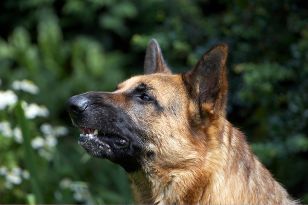 Oooh, that hit the spot
Palabras clave: Alsatian Dog Dogs Enoch German Shepherd Tongue