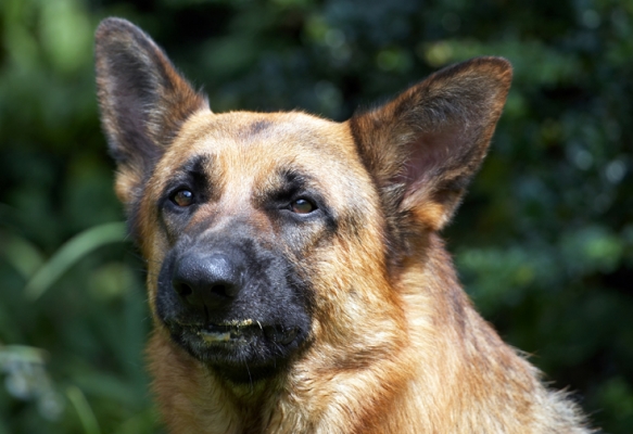 Mmmmmmmmmmmm
Schlüsselwörter: Alsatian Dog Dogs Enoch German Shepherd Tongue