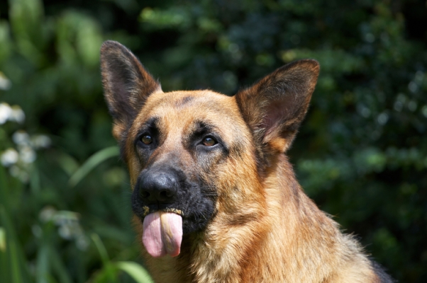 Trying to get it all
Palabras clave: Alsatian Dog Dogs Enoch German Shepherd Tongue