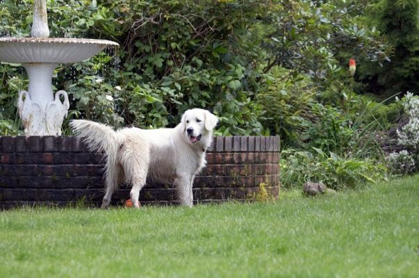 Jus' surveying my territory
Trefwoorden: Ball Dog Dogs Golden Retriever Retrievers Tia Tongue