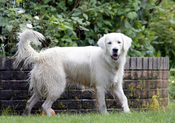 OK, we gonna play?..........
Keywords: Ball Dog Dogs Golden Retriever Retrievers Tia Tongue