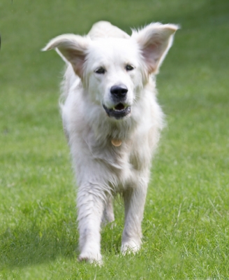 ..............here I come
Anahtar kelimeler: Ball Dog Dogs Golden Retriever Retrievers Tia Tongue