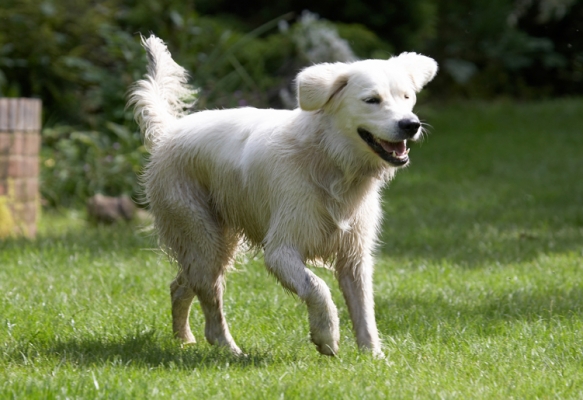 Oooh, this is such fun
Keywords: Ball Dog Dogs Golden Retriever Retrievers Tia Tongue