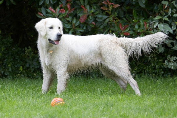 Wot a pose
Schlüsselwörter: Ball Dog Dogs Golden Retriever Retrievers Tia Tongue
