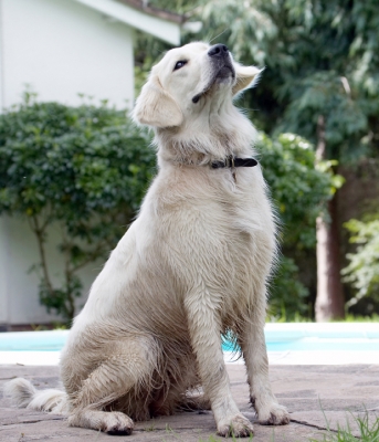 OK, I'm paying attention
Anahtar kelimeler: Ball Dog Dogs Golden Retriever Retrievers Tia Tongue