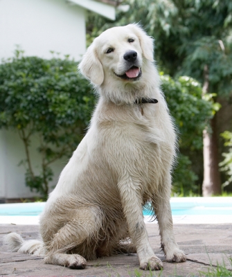 I know how to do cute
Trefwoorden: Ball Dog Dogs Golden Retriever Retrievers Tia Tongue