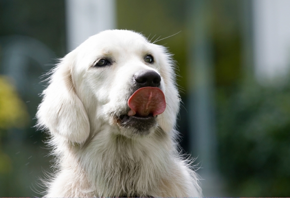 Yummmmmmmmmm
Palabras clave: Ball Dog Dogs Golden Retriever Retrievers Tia Tongue