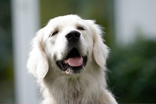 I'm just having the time of my life
Mots-clés: Ball Dog Dogs Golden Retriever Retrievers Tia Tongue