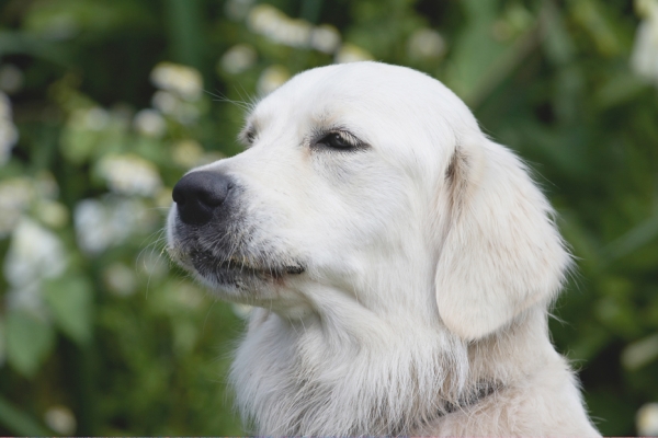 Jus' savouring the moment
Λέξεις-κλειδιά: Ball Dog Dogs Golden Retriever Retrievers Tia Tongue
