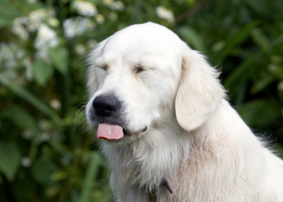 Bliss
Anahtar kelimeler: Ball Dog Dogs Golden Retriever Retrievers Tia Tongue