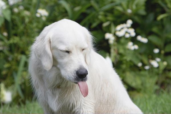 Is that mine?!
Trefwoorden: Ball Dog Dogs Golden Retriever Retrievers Tia Tongue