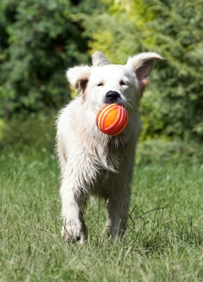 Wheee, I'm flying........
Anahtar kelimeler: Ball Dog Dogs Golden Retriever Retrievers Tia Tongue