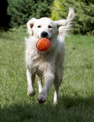 ........... and flying
Schlüsselwörter: Ball Dog Dogs Golden Retriever Retrievers Tia Tongue
