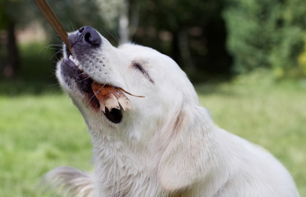 Grrrrrrrrrrr
Λέξεις-κλειδιά: Ball Dog Dogs Golden Retriever Retrievers Tia Tongue