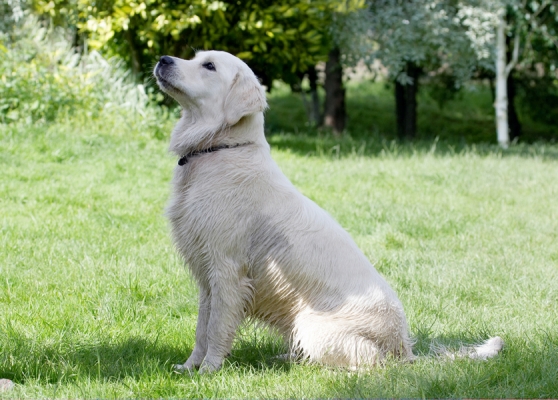 Go on, do it again........
Schlüsselwörter: Ball Dog Dogs Golden Retriever Retrievers Tia Tongue