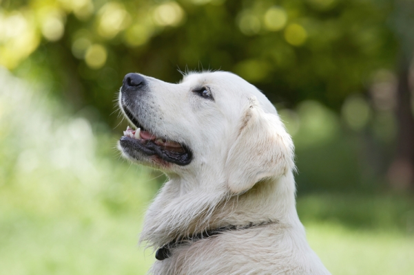 .............. I'm waiting
Palabras Clave: Ball Dog Dogs Golden Retriever Retrievers Tia Tongue