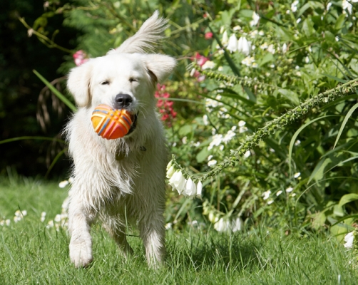 Way...hay
Klíčová slova: Ball Dog Dogs Golden Retriever Retrievers Tia Tongue