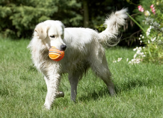 Phew, that was tiring
Anahtar kelimeler: Ball Dog Dogs Golden Retriever Retrievers Tia Tongue
