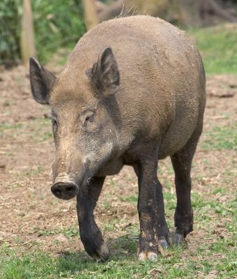 I see food over there
Palabras clave: Wild boar