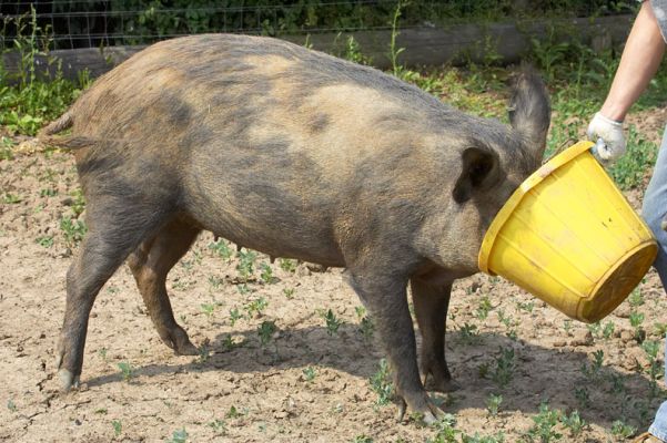 C'mon, this way.
It was time to go home for this  piggy wiggy from the Cotswold Game Park who had been on a visit to play with our male wild boar and this was the best way to get her into the trailer.
Anahtar kelimeler: Wild boar Cotswold Game Park