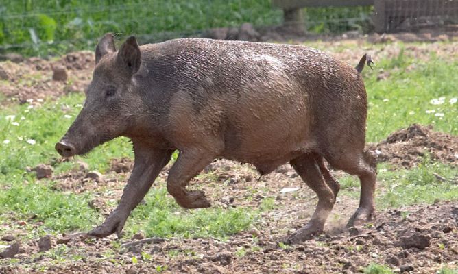 A mud bath is the best way to keep my skin in tip top condition!
Ключевые слова: Wild boar