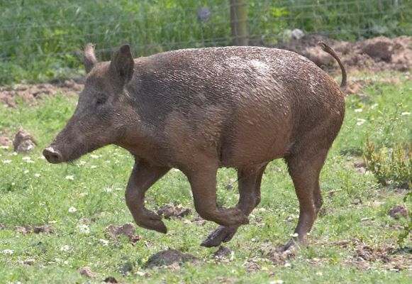 On a food hunt
Anahtar kelimeler: Wild boar