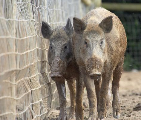 Do you think that if we creep up on them we can get to the food?
Palabras clave: Wild boar