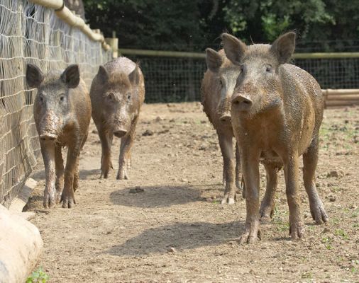 If we gang up on them do you think they will move away from the food?
Palabras clave: Wild boar