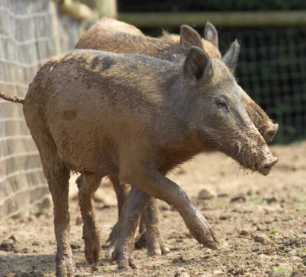 Time to think of another tactic!
Palabras clave: Wild boar