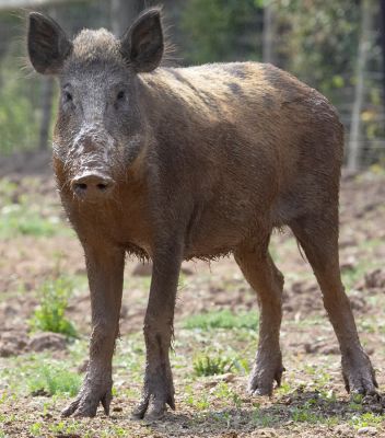 If I stare them down will they give me some food?
الكلمات الإستدلالية(لتسهيل البحث): Wild boar