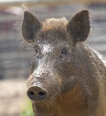 Looking handsome
Ključne besede: Wild boar