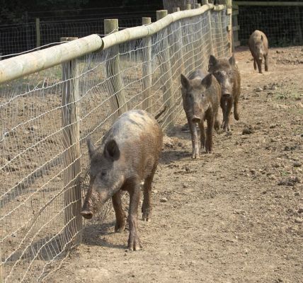 Single file, now guys
Palabras clave: Wild boar
