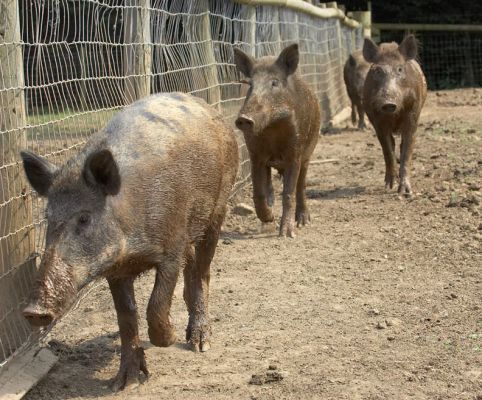 Keep the line tidy
Λέξεις-κλειδιά: Wild boar