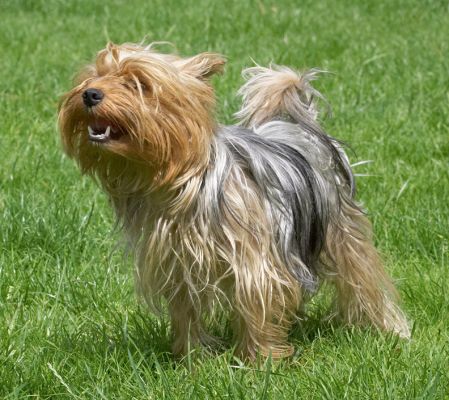 C'mon then, throw the darn thing!
Avainsanat: Layla Yorkshire Terrier